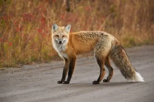 Пример изображения Canon EF 200-400mm f4L IS USM Extender 1,4x (5)
