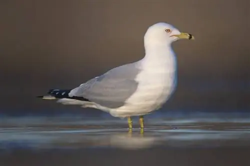 Кольцевая чайка