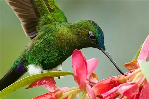 puffleg_crop с сапфировой вентиляцией