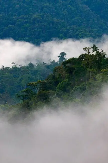Андский облачный лес