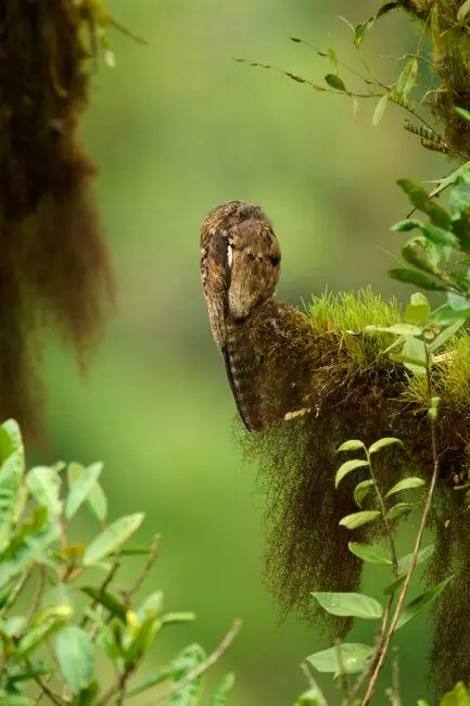 Общий Potoo_1120