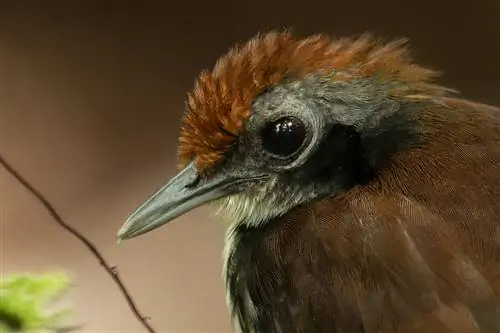 Двухцветный Antbird_DeepPrime XD