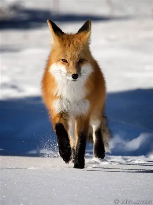 Red Fox (2) 400 мм f2.8E FL + TC-14E III @ f8