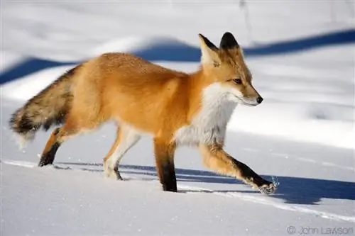 Red Fox (4) 400 мм f2.8E FL + TC-14E III @ f8