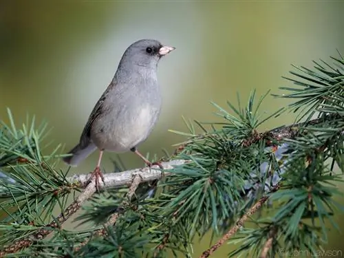 Темноглазый Junco 400mm f2.8E FL @ f5.6