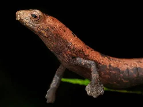 Образец фотографии саламандры Bolitoglossa, сделанной макрообъективом Olympus M. Zuiko.