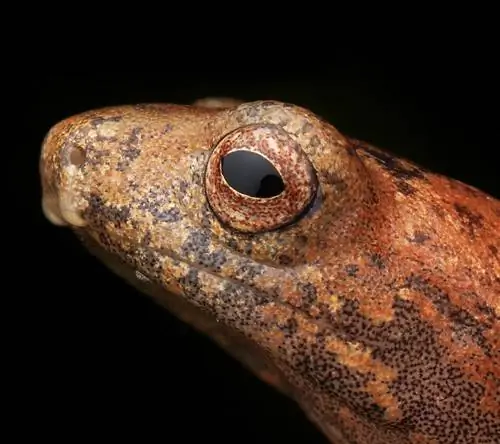 Образец фотографии саламандры Bolitoglossa, сделанной макрообъективом Olympus M. Zuiko с кропом.
