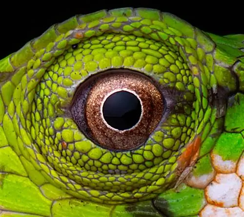 Пример фотографии Monkey Lizard, сделанной макрообъективом Olympus M. Zuiko с кадрированием.