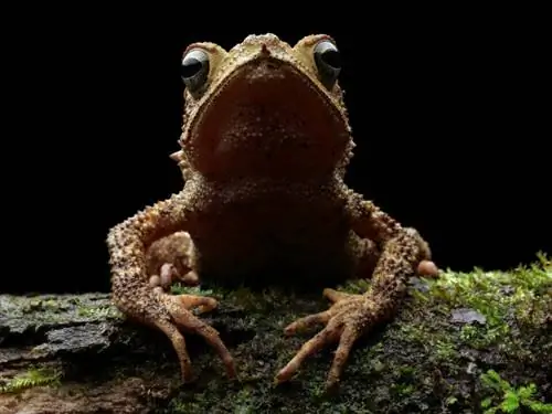Climbing Toad с угрюмым и драматичным искусственным освещением, создаваемым рассеивателем-вспышкой.