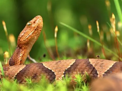 Образец фотографии Copperhead, сделанной макрообъективом Olympus M. Zuiko.