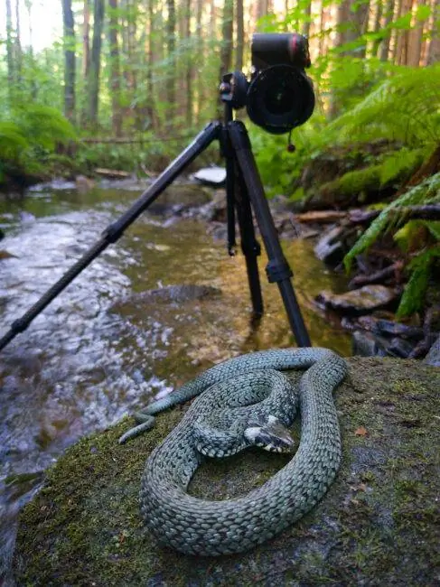 Штатив с пиковым дизайном_Grass Snake_water