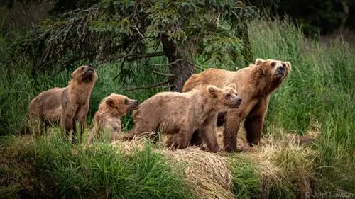 Nikon 180-400mm f/4E TC1.4 FL ED VR + TC Пример изображения № 14