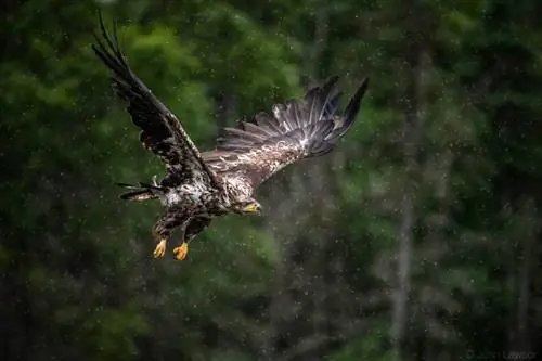 Nikon 180-400mm f/4E TC1.4 FL ED VR Образец изображения №6