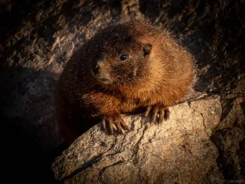 Nikon 180-400mm f/4E TC1.4 FL ED VR + TC Пример изображения № 20