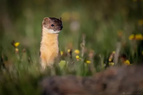 Nikon 180-400mm f/4E TC1.4 FL ED VR Образец изображения № 11