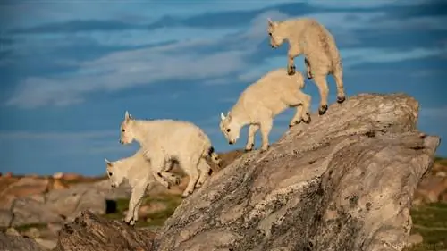 Nikon 180-400mm f/4E TC1.4 FL ED VR Образец изображения № 12