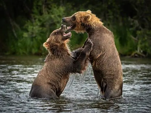 Nikon 180-400mm f/4E TC1.4 FL ED VR Образец изображения №2