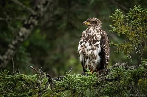 Nikon 180-400mm f/4E TC1.4 FL ED VR + TC Пример изображения № 16