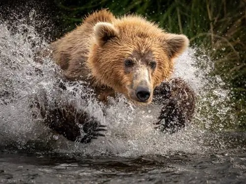 Nikon 180-400mm f/4E TC1.4 FL ED VR Образец изображения №7