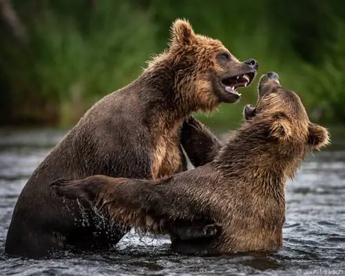 Nikon 180-400mm f/4E TC1.4 FL ED VR Образец изображения №1