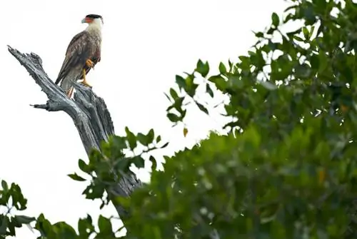 Изображение №11