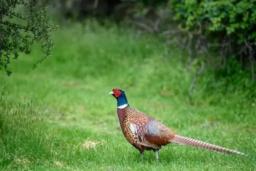 Образец изображения Nikon 70-200mm f2.8E FL VR (15)