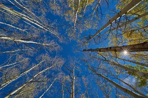 Сверхширокоугольный объектив Aspen Trees
