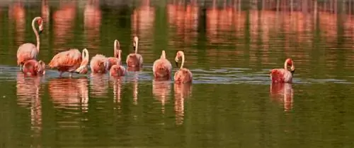 Фламинго Телеконвертер Sony 2x