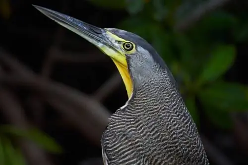 Пример фотографии птицы