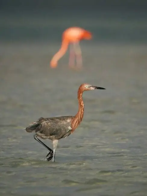 Телеконвертер Sony 2x Two Birds