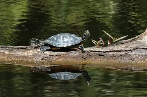 Обзор объектива Fuji 100-400_Черепаха