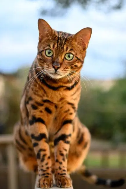 Образец изображения Tamron SP 45mm f/1.8 Di VC USD № 2