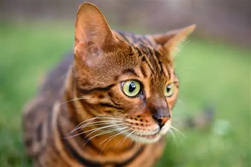 Образец изображения Tamron SP 45mm f/1.8 Di VC USD № 3