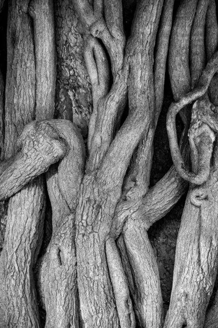 Образцы изображений Nikon 70-300 мм AF-P VR (20)