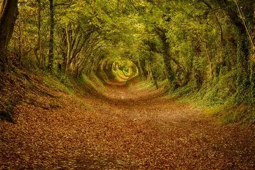 Халнакерский туннель из деревьев