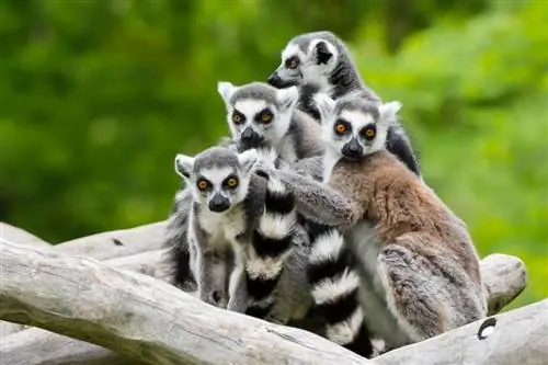 Тирпарк Сабабург 1