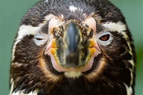 Тирпарк Сабабург 2