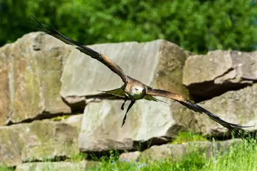 Тирпарк Сабабург 5