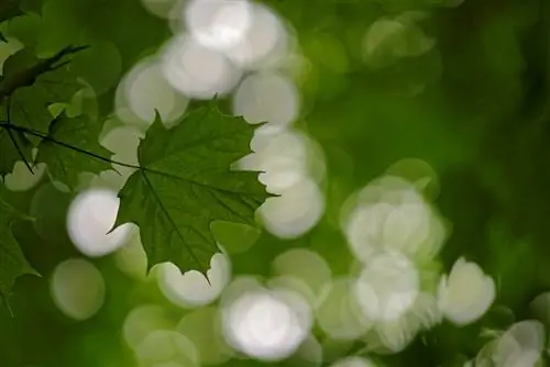 Парки на набережной озера Онтарио № 3