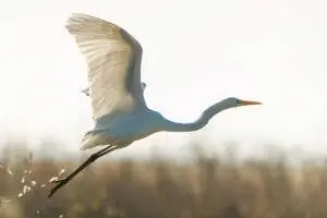 Заповедник дикой природы № 1 «Обход Йоло»