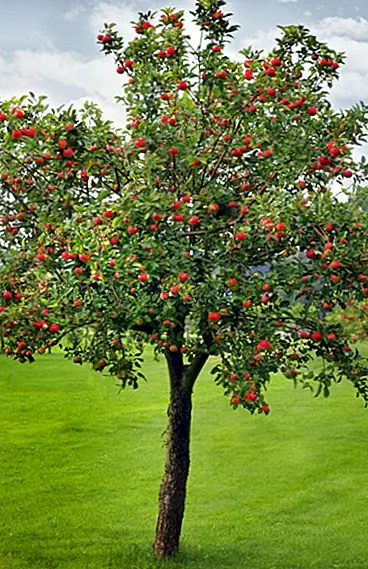 Краткая история яблони