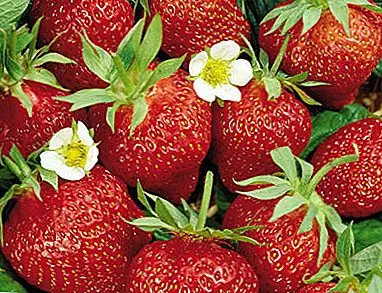 Клубника - это не ягода