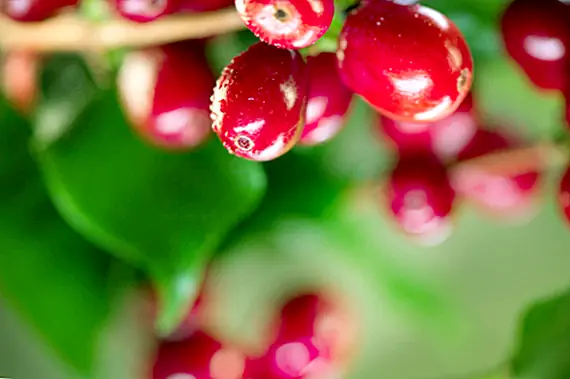 Являются ли «Snozzberries» в Чарли и шоколадной фабрике с точки зрения мужских гениталий?