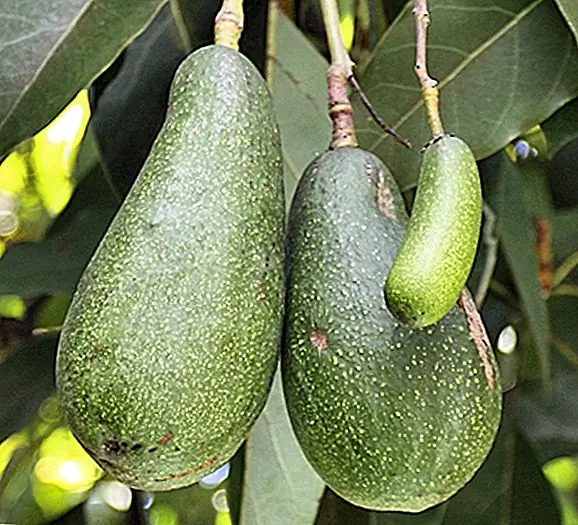 «Авокадо» происходит от слова, означающего «Testicle»