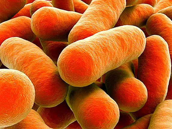 Бактерии в космосе