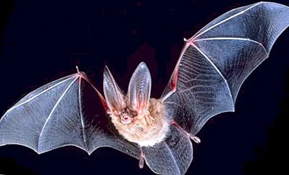 Летучие мыши не слепые