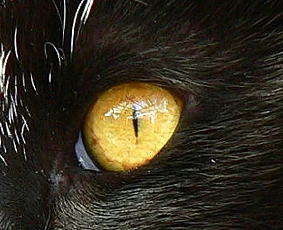 Кошки и собаки могут видеть цвет