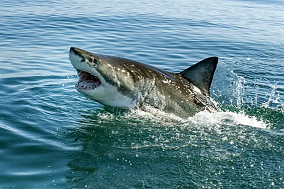 Может ли акула вырастить неограниченное количество зубов?