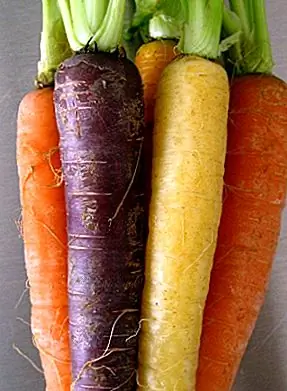 Морковь, привыкшая быть фиолетовым до 17 века