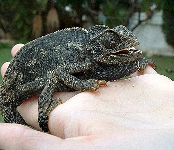 Хамелеоны не меняют цвет в соответствии с их окружением